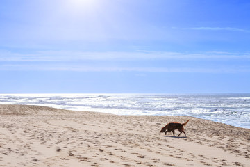 The dog breed of irish setter go walking along the sandy shore of the Atlantic ocean in Portugal coast.