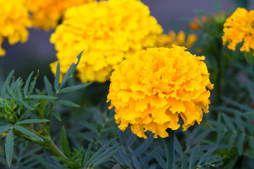 beautiful flowers in a summer garden
