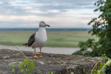 Au Mont-Saint-Michel