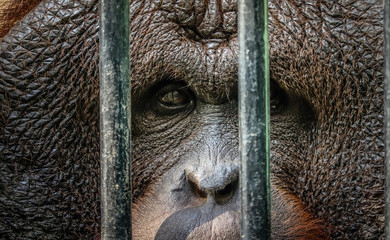sad imprison orangutan hope for help and freedom © Akkharat J.
