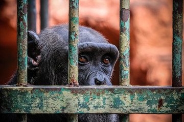sad imprisoned chimp behind metal bar