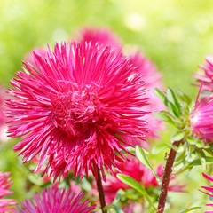 Flowerbed of multi-colored asters and sun.