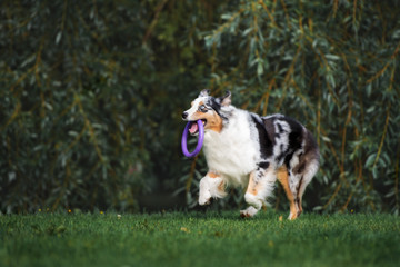 australian shepherd dog running outdoors with a toy