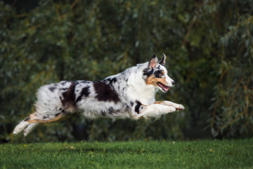happy australian shepherd dog jumps outdoors