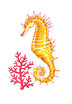 Hand-drawn golden seahorse on the white background (isolated)