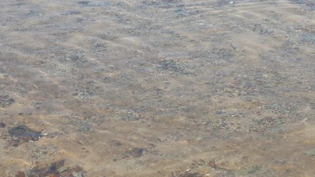 marine life, water sea in tropical beach
