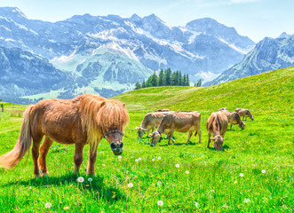Pasture with large horned animals. Meadow in the alps of Switzerland with Alpine cows and ponies.