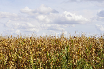 Agricultural field on which the green corn grows