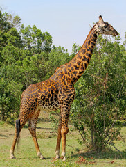Large Male Giraffe (Giraffa camelopardalis), standing in the green vibrant african bush in the green season in South Luangwa National Park, Zambia, Southern Africa