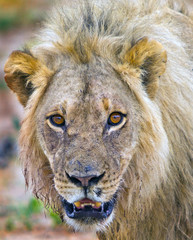 An alert Full Framed Male Lion (Panthera Leo) face looking directly into camera in South Luangwa National Park, Zambia