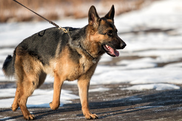 Shepherd dog runs on a leash