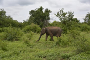 Naklejka na ściany i meble Sri Lanka - Elefant in Wildnis mit Palmen und Büschen