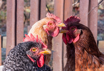Closeup of a three chicken on a farm, colored chicken