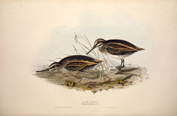 Illustration of a bird