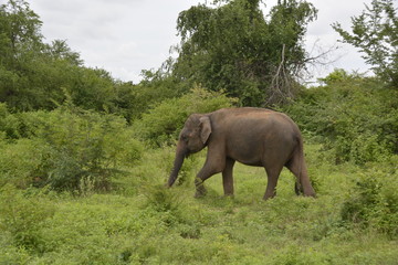 Fototapeta premium Sri Lanka - Elefant in Wildnis mit Palmen und Büschen
