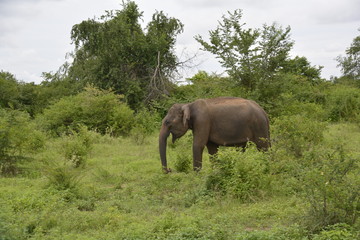 Fototapeta na wymiar Sri Lanka - Elefant in Wildnis mit Palmen und Büschen