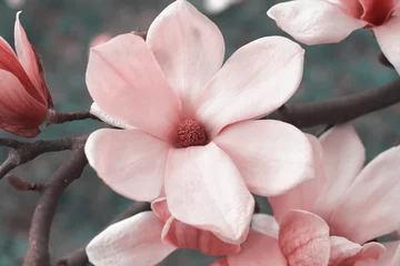 Foto op Plexiglas Roze magnoliabloemen op magnoliaboom © Ellica