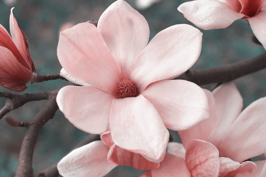 Fototapeta Pink magnolia flowers on magnolia tree
