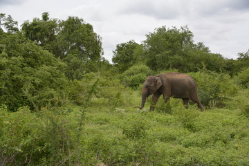 Sri Lanka - Elefant in Wildnis mit Palmen und Büschen