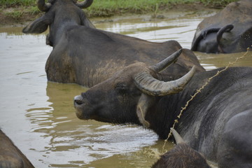 Obraz premium Sri Lanka - Gruppe von Wasserbüffeln in Wasserloch