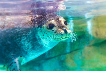 Fototapeta close up portrait of very cute spotted seal obraz