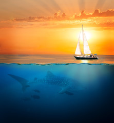 Half underwater shot with whale shark and yacht