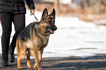 Shepherd dog runs on a leash