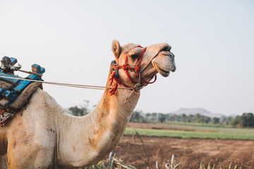 A camel smiles in the desert of Rajasthan in Jaisalmer, India.