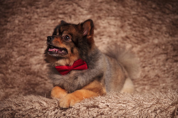 close up of curious lying pomeranian looking up and side