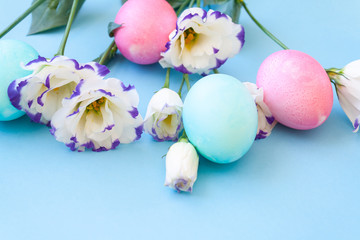 Easter eggs and spring flowers narcissi on blue background