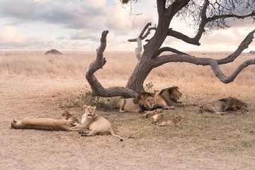 a herd of lions in Serengeti national park