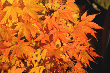 Autumn orange and red leaves colors tree