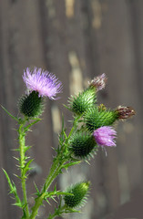 chardons  en fleurs