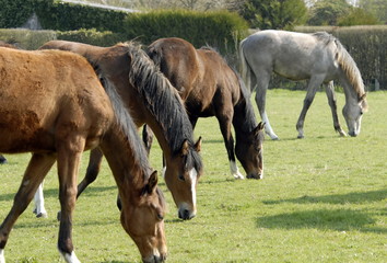 Fototapeta premium Roses, rosiers, France 