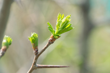 Spring on trees bloom the first green young leaves