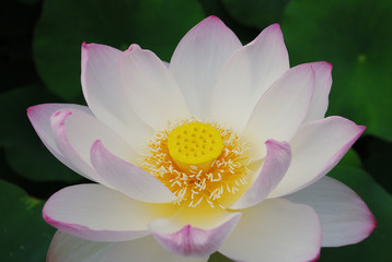 a lotus flower with pink edge / ふちがピンク色の蓮の花
