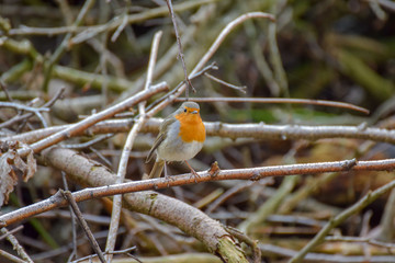 Robin on a branch in the forest