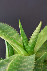 Fototapeta premium aloe vera plant