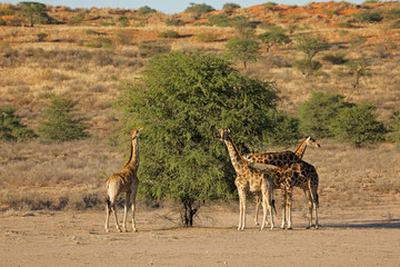 Fototapeta na wymiar Giraffes (Giraffa camelopardalis) feeding on a thorn tree, Kalahari desert, South Africa.