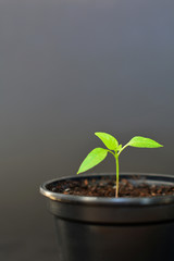bell pepper seedling in black plastic pot on black background