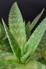aloe vera plant