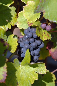 Vignes et raisins vers Epernay, Champagne, France