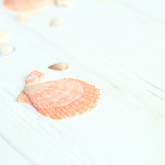 background image of seashells on a wooden table.photo with place for text
