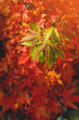 Autumn orange and red leaves colors tree