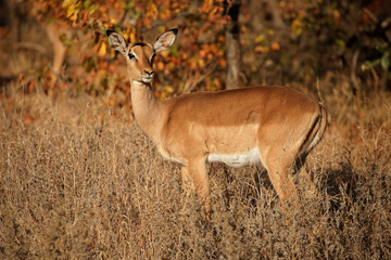 An impala antelope (Aepyceros melampus) in natural habitat, Kruger National Park, South Africa.