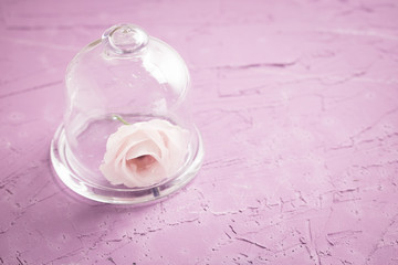 Lisianthus flower bouquet for celebration. Eustoma flower floral frame. Space for text.