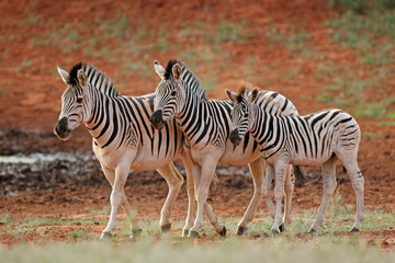 Three plains zebras (Equus burchelli) in natural habitat, South Africa.