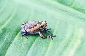 Obraz premium Bullfrog Animal on Green Leaf