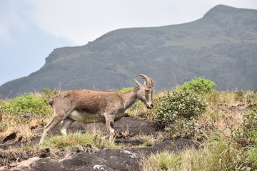 nilgiri tahr, wild and friendly