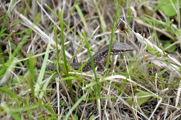 Lizard in green grass beautiful natural backdrop.